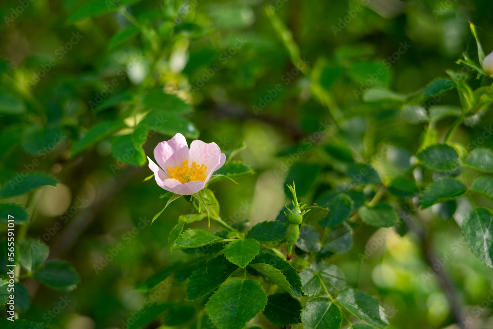 A rose Rosa canina light pink flowers in bloom on branches, beautiful wild flowering shrub, green leaves A rose Rosa canina light pink flowers in bloom on branches, beautiful wild flowering shrub, green leaves