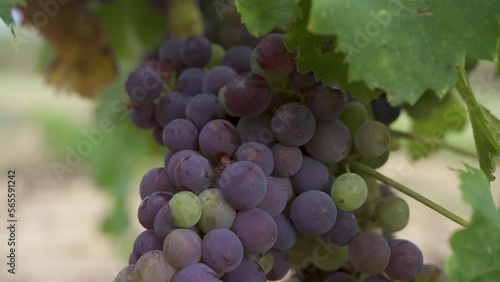Macro shoot. Bunch of grapes on vine. Purple grapes. Grenache.  (ID: 565591242)