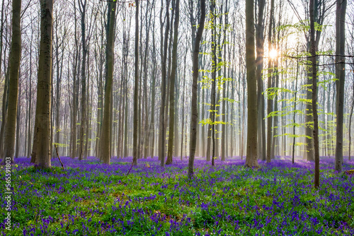 Bluebell flowers in hardwood beech forest in Hallerbos