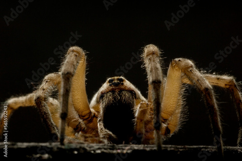 Beach Wolf Spider (Arctosa littoralis) photo