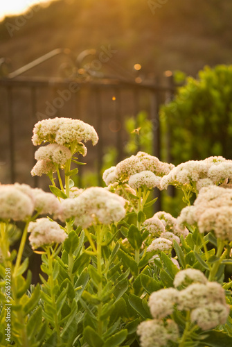 Flowers in a garden in Westlake Village, California. photo