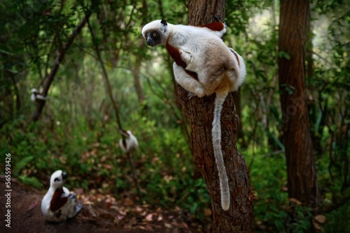 Coquerel's sifaka, Propithecus coquereli, Reserve Peyrieras. Monkey group in habitat. Lemur in the dark green tropic forest. Sifaka on the tree, sunny day. Endemic wildlife Madagascar, lemur on tree.