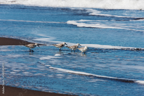 Sandpiper birds on the beach, Costa Rica