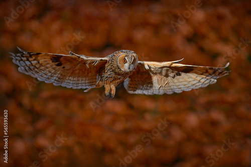 Autumn wildlife. Owl fly in autumn forest. Owl in orange wood, yellow eye. Long-eared Owl, Asio otus, with orange oak leaves during autumn. Wildlife scene from nature, Sweden. Bird flight, open wings.