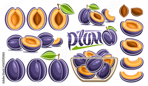 Vector Plum Set, horizontal banner with lot collection of cut out illustrations fruit still life composition, ripe organic chopped plums in transparent dish, many different purple fruits and text plum