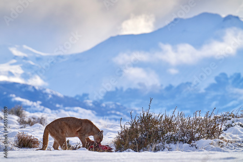 Puma eating guancao carcass, skeleton in the mouth muzzle with tongue. Wildlife neture in Torres del Paine NP in Chile. Winter with snow.