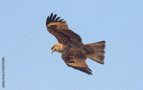 Black Kite (Milvus migrans) is both a carrion eater and a predator.