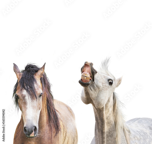 Isolated of two smiled horses heads on transparent background