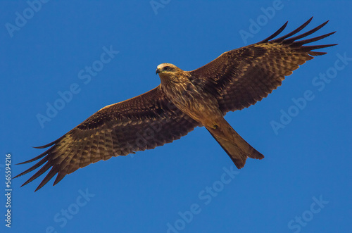 Red Kite (Milvus milvus) is a large predatory bird. Flies a lot faster due to its tail-like tail