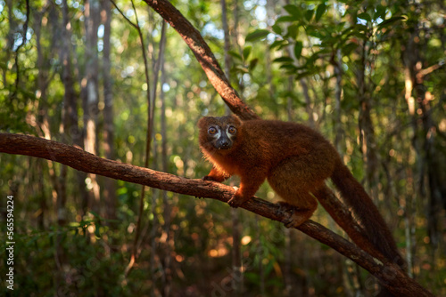 Wildlife Madagascar. Eulemur rubriventer, Red-bellied lemur, Akanin’ ny nofy, Madagascar. Small brown monkey in the nature habitat, wide angle lens with forest habitat. photo