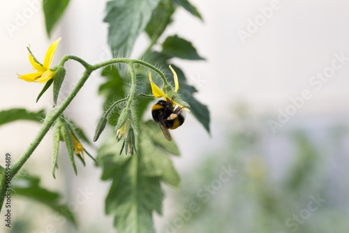 Abejorro polinizando flores de tomate en un invernadero
