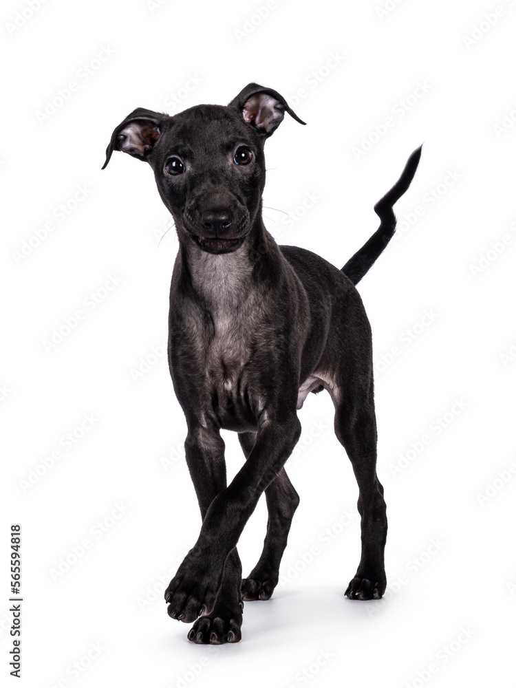 Cute Italian Greyhound aka Italian Sighthound pup, standing up facing front. Looking straight to camera with one paw playful up. Isolated on a white background. Cute Italian Greyhound aka Italian Sighthound pup, standing up facing front. Looking straight to camera with one paw playful up. Isolated on a white background.