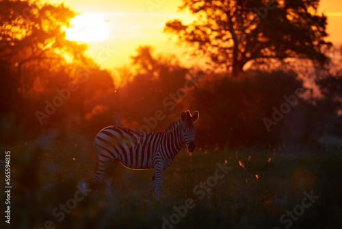 Sunset - Okavango delta. Zebra forest. Zebra yellow golden grass. Burchell's zebra, Equus quagga burchellii, Moremi Botswana, Africa. Wild animal on orenge forest meadow. Wildlife nature. © ondrejprosicky