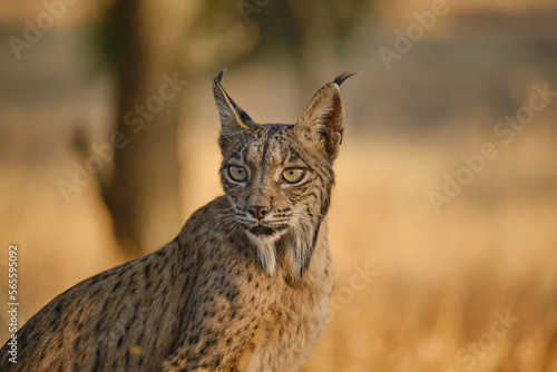 iberian lynx portrait