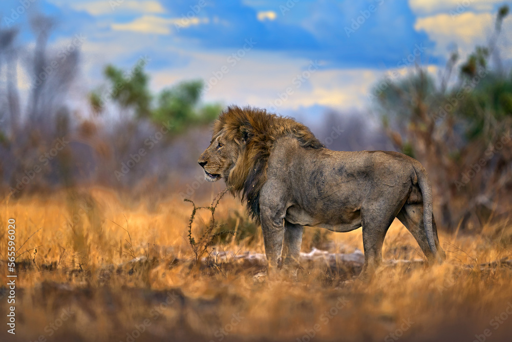 Lion, fire burned destroyed savannah. Animal in fire burnt place, lion lying in the black ash and cinders, Savuti, Chobe NP in Botswana. Hot season in Africa. African lion, male. Botswana wildlife. Lion, fire burned destroyed savannah. Animal in fire burnt place, lion lying in the black ash and cinders, Savuti, Chobe NP in Botswana. Hot season in Africa. African lion, male. Botswana wildlife.