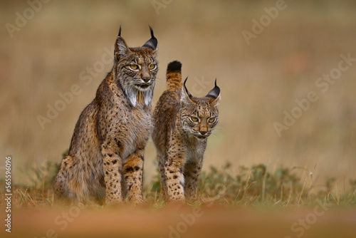 Iberian lynx, Lynx pardinus, mother with young kitten, wild cat endemic to Iberian Peninsula in southwestern Spain in Europe. Rare cat walk in the nature habitat. Lynx family, nine month old cub. photo