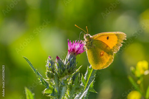 Pieridae (Colias crocea) is a kind of butterfly flying between March - May and June-November. © selim