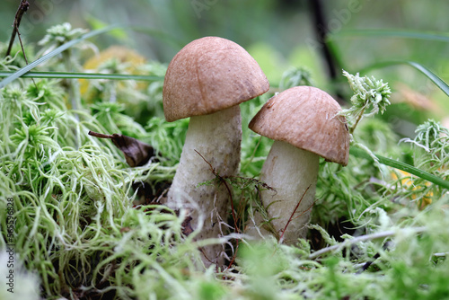 Tho white borovik mushrooms. Green leaf texture. Nature floral background. Organic botanical beauty macro closeup. photo