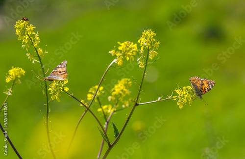 Nymphalidae (Vanessa cardui) is one of the butterflies (kelebekler) coloring the gardens and countryside in spring.