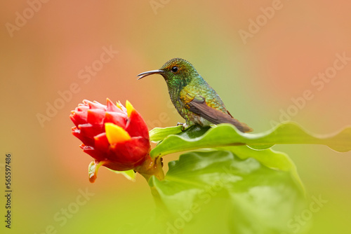 Costa Rica, Coppery-headed Emerald, Elvira cupreiceps, beautiful hummingbird from La Paz Cordillera de Talamanca, Costa Rica. Scene in tropical forest, animal in nature habitat. photo