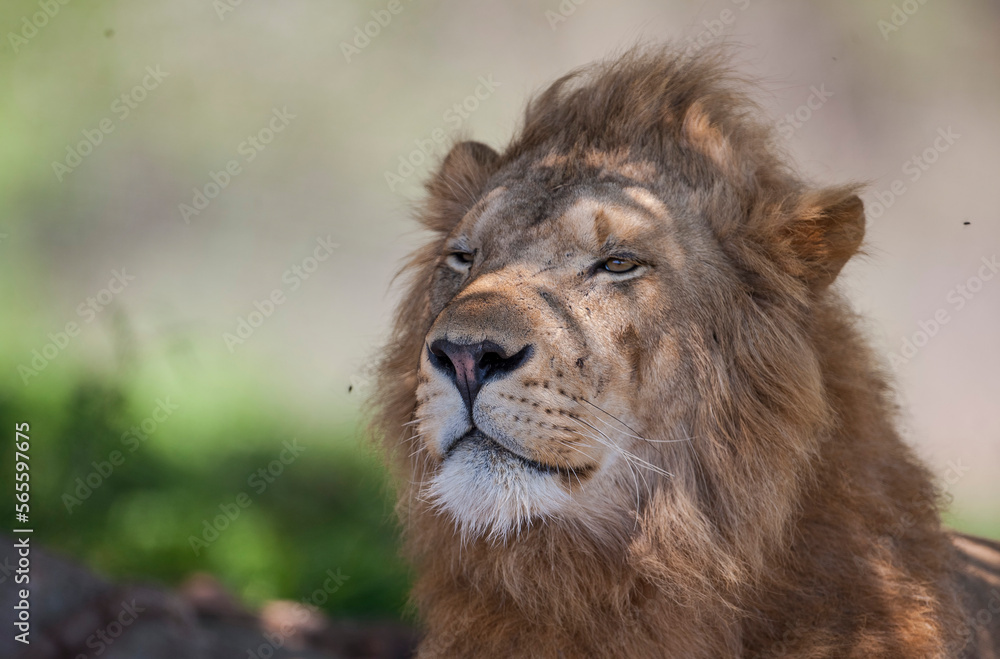wildest animal of the African continent is considered to be a lion, but also a crack of its black predators.