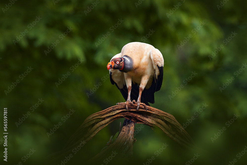 Costa Rica nature. King vulture, Sarcoramphus papa, with carcas and