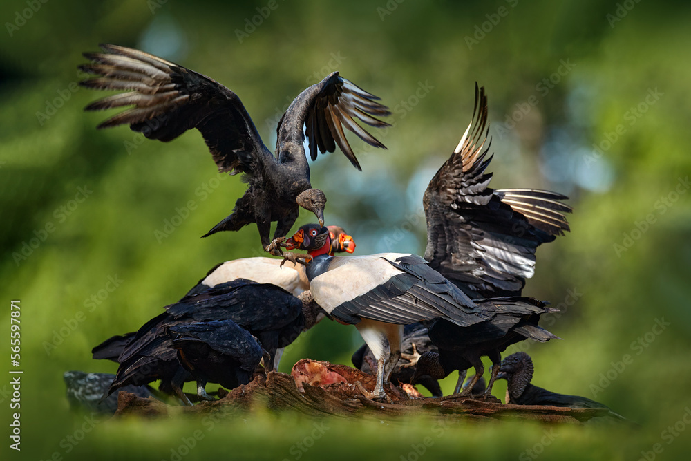 Costa Rica nature. King vulture, Sarcoramphus papa, with carcas and