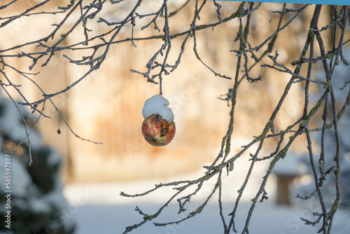 A snowy apple hangs