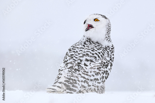Cold winter. Snowy owl sitting on the snow in the habitat. White winter with misty bird. Wildlife scene from nature, Manitoba, Canada. Owl on the white meadow, animal behaviour. © ondrejprosicky