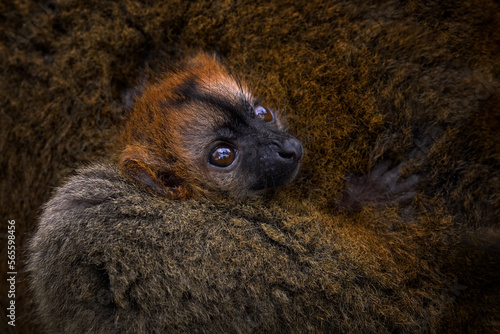 Lemur babe cub care close-up detail. Red-fronted brown Lemur,  Eulemur fulvus rufus, young portrait in the fur coat. Cute lemur family behaviour, Andasibe Mantadia NP in Madagascar. Nature wildlife.
