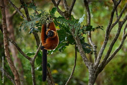 Madagascar wildlife. Red ruffed lemur, Varecia rubra, Park National Andasibe - Mantadia in Madagascar. Red brown monkey on the tree, nature habitat in the green forest. Lemur in vegetation, endemic.