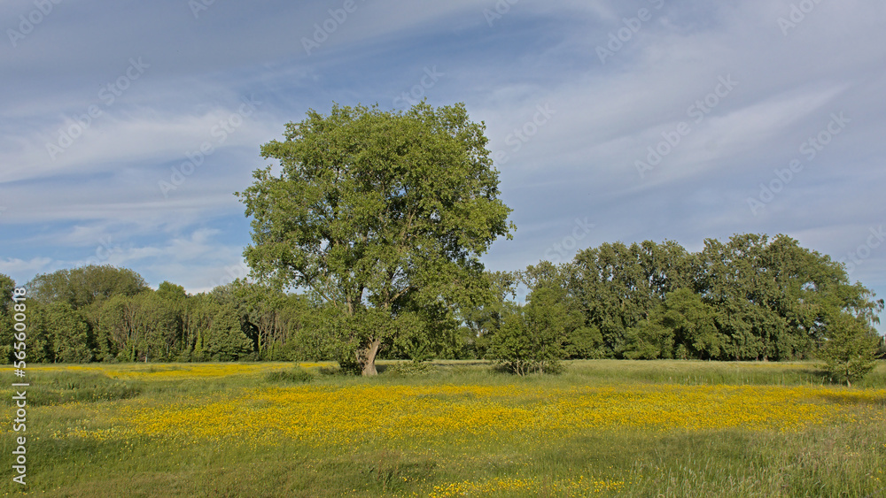 Tree in a sunny meadow with many  yellow wildflowers with a forest behind in bourgoyen nature reserve, Ghent, Belgium