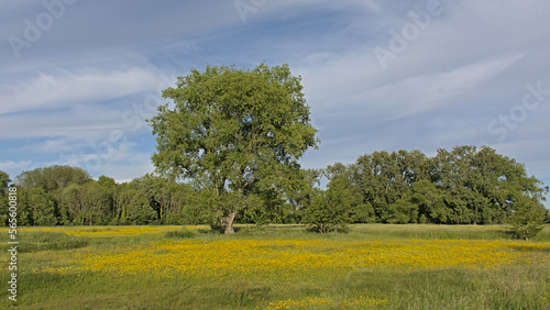 Tree in a sunny meadow with many yellow wildflowers with a forest behind in bourgoyen nature reserve, Ghent, Belgium