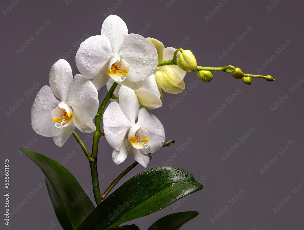A branch of a white orchid with flowers and buds on a gray background. Isolate