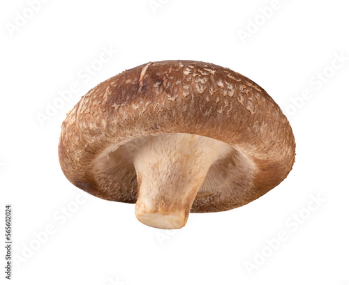 Shiitake Mushroom isolated on transparent png