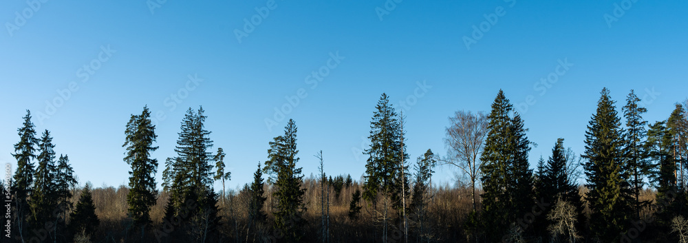Panoramic view on the forest group of trees in the clear blue sky