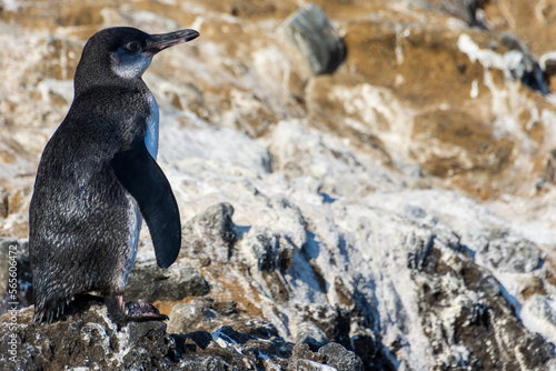 Photos A Galapagos penguin standing on rocks in Tagus Cove on the island of Isabela (Isla Isabela) in the Galapagos, Ecuador