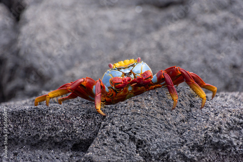A close-up photo of a Galapagos crab on volcanic rock on the island of Fernandina (Isla Fernandina) in the Galapagos, Ecuador. photo