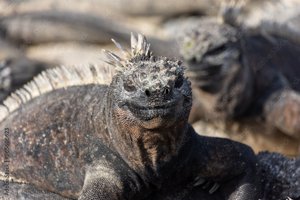Fototapeta premium A marine iguana basks in the sun on the island of Fernandina (Isla Fernandina), in the Galapagos, Ecuador.