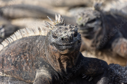 A marine iguana basks in the sun on the island of Fernandina (Isla Fernandina), in the Galapagos, Ecuador.