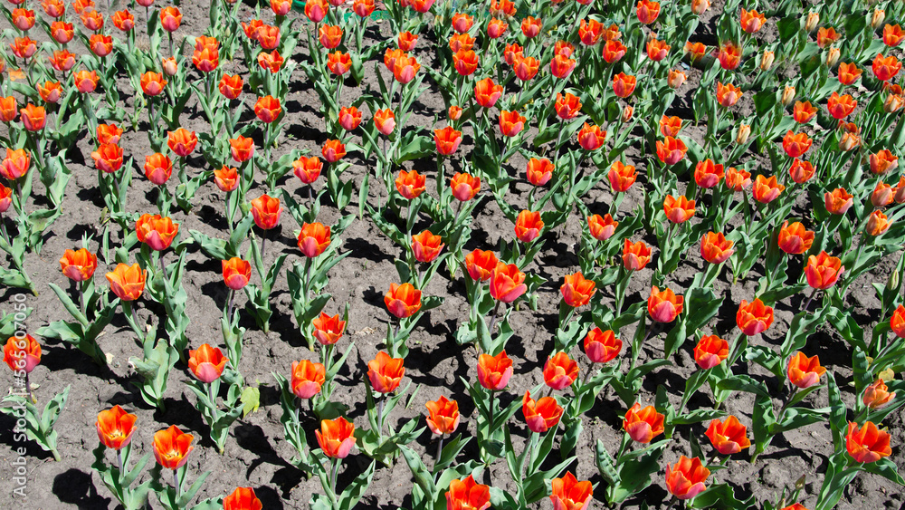 Red  tulips bloom under sunshine in the garden.	