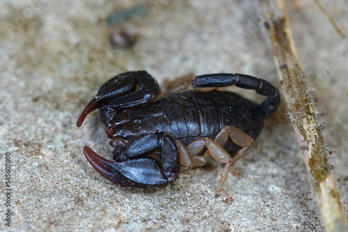 Closeup on the European yellow-tailed scorpion, Euscorpius flavicaudis sitting on a stone