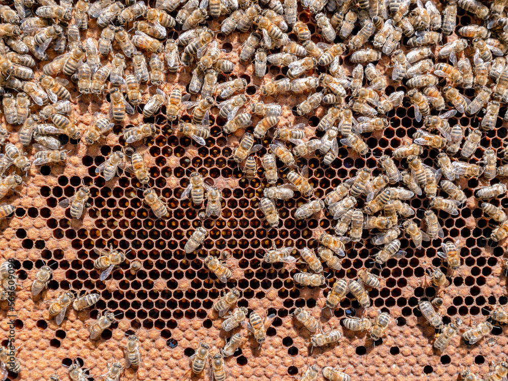 Brutwaben Makro mit Arbeiterinnen Brutwaben Makro mit Arbeiterinnen