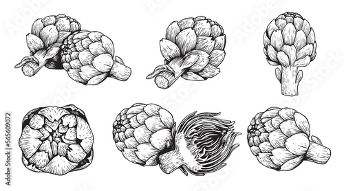 Artichoke sketch style set. Vegetables set hand drawn in vintage engraving style. Best for package and menu designs. Vector illustration