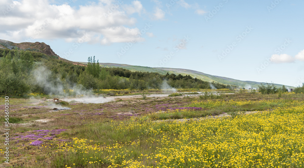 Icelandic landscape with purple wild flowers and steam coming out of the soil in the geothermal valley in South Iceland on the popular Golden Circle route