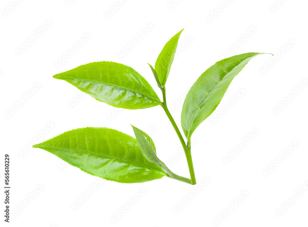 custom made wallpaper toronto digitaltea leaves isolated on transparent png