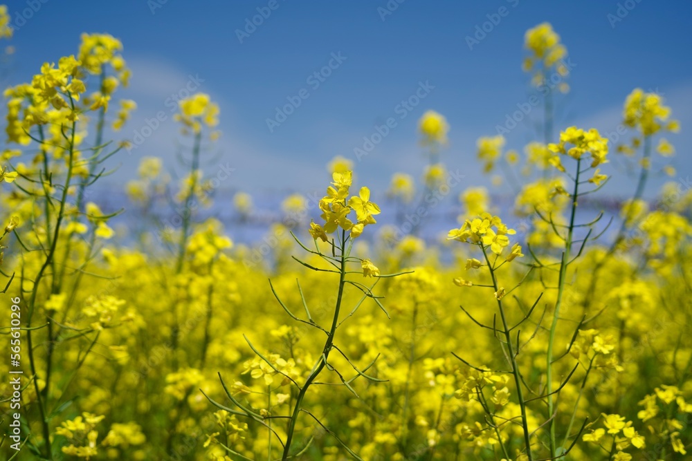 The Rape blossoms in spring.