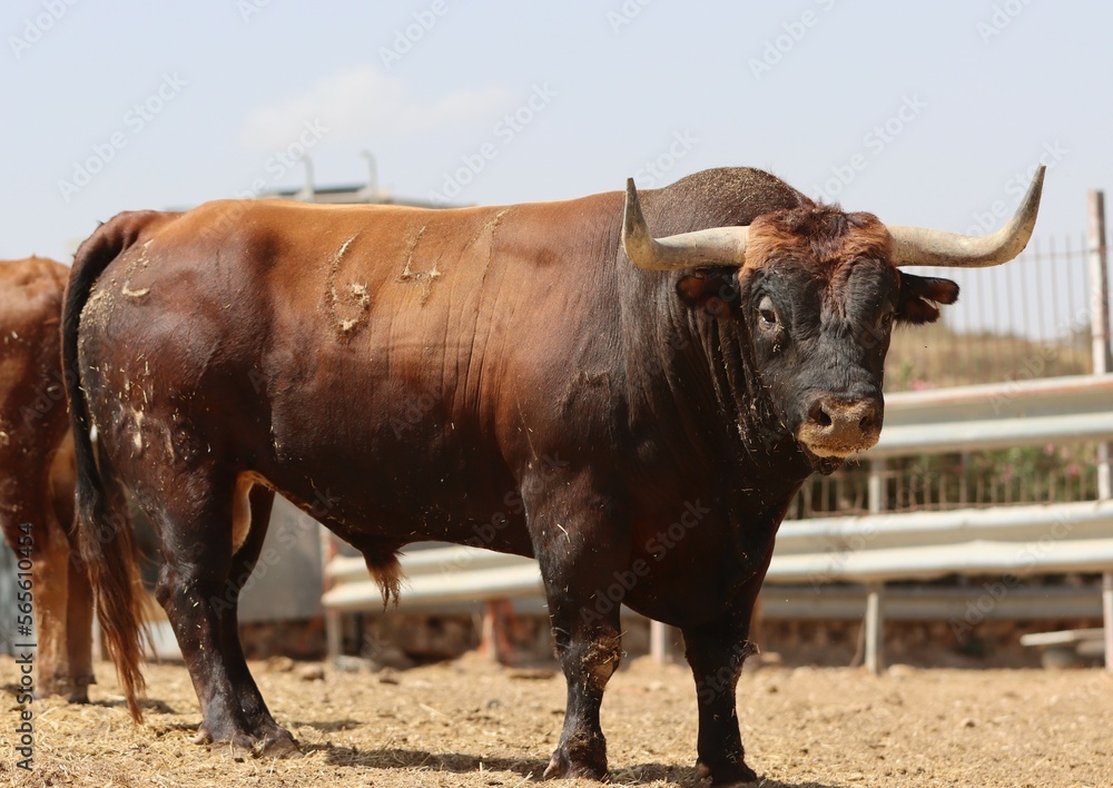 Bull in spain in the green field Bull in spain in the green field