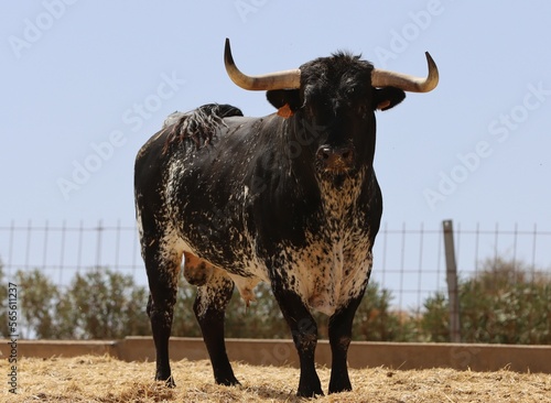 Bull in spain in the green field 
