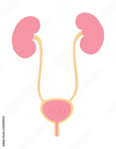 女性の腎臓と膀胱のシンプルなイラスト　文字なし